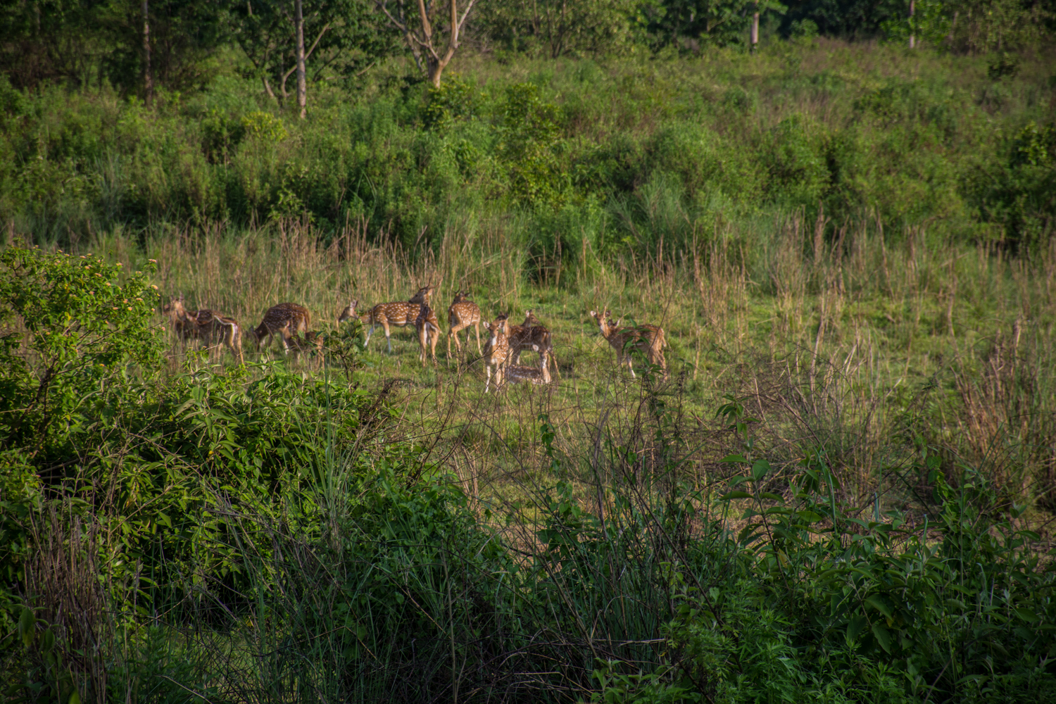 The Full Flex Safari of Nepal (By Glamping)