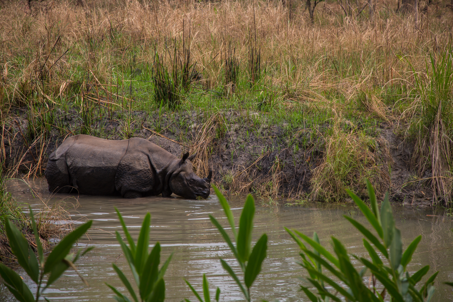 Safari of Nepal Through Luxury Villa